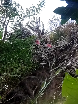 braidqueen00 online show from 21, 12, 2025