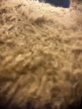 Snapshot of valeryfox__ chatting on 18, 3, 2026 valeryfox online show from 18, 3, 2026