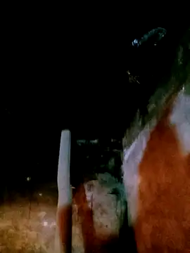 mumu661 online show from 4, 2, 2026