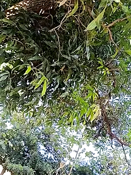 Avejkhan1630 online show from 14, 12, 2025