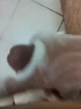 Snapshot of Amoooooun chatting on 17, 12, 2025 Amoooooun online show from 17, 12, 2025