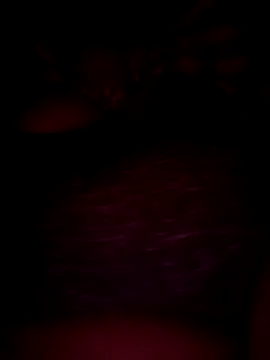 pihuu1313 online show from 20, 2, 2026