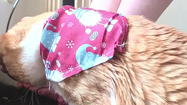 Feetbeth online show from 4, 3, 2026