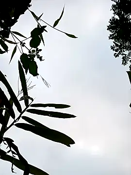 little-effy online show from 17, 1, 2026