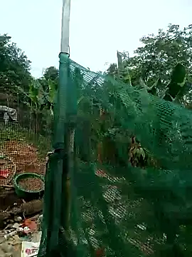 Snapshot of congchua977 chatting on 2, 3, 2026 congchua977 online show from 2, 3, 2026