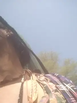 Snapshot of hornycouple20000 chatting on 5, 2, 2026 hornycouple20000 online show from 5, 2, 2026