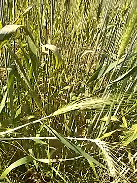 Snapshot of hornycouple20000 chatting on 16, 2, 2026 hornycouple20000 online show from 16, 2, 2026