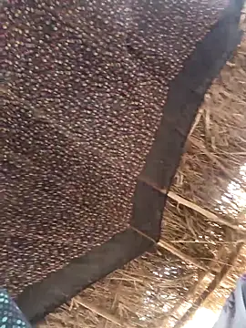 lodhi8080 online show from 5, 3, 2026