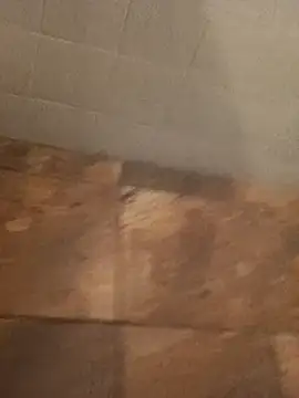 Paperdonny online show from 6, 1, 2026