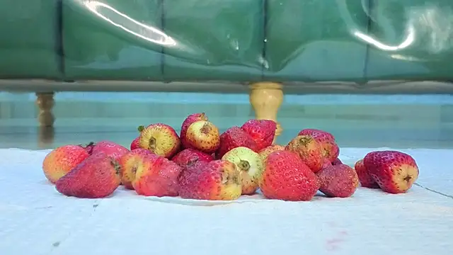 zarcasutra t online show from 31, 3, 2026