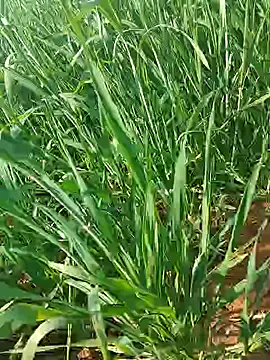 Snapshot of Kirti_sexy chatting on 15, 1, 2026 Kirti sexy online show from 15, 1, 2026