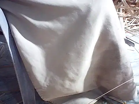 Futar8388 online show from 13, 1, 2026