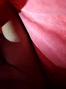 shokola online show from 12, 2, 2026