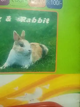 Lovable dude online show from 12, 3, 2026