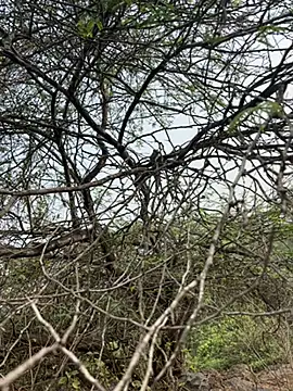 goodboyTelugu online show from 2, 2, 2026