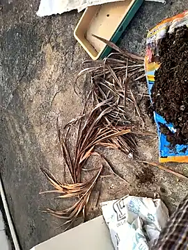 Castrol1289 online show from 27, 2, 2026