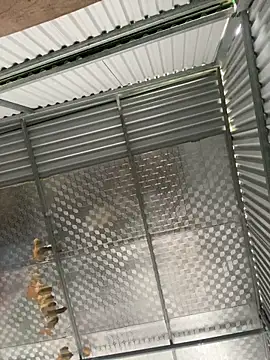 tuncube online show from 9, 3, 2026