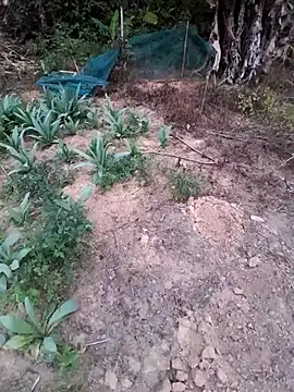 zanh99 online show from 8, 4, 2026