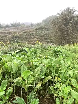 Annhiene online show from 11, 3, 2026