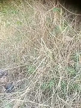 Snapshot of Ambala1 chatting on 12, 4, 2026 Ambala1 online show from 12, 4, 2026