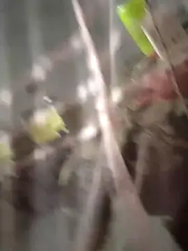 chutki deewana online show from 24, 3, 2026