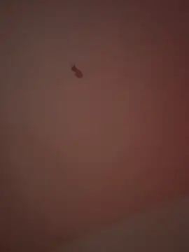 21cm19 online show from 29, 3, 2026