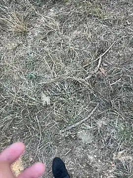 Snapshot of yingzi003 chatting on 7, 4, 2026 yingzi003 online show from 7, 4, 2026