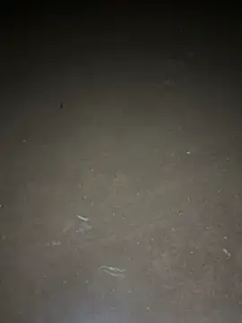 Snapshot of yingzi003 chatting on 16, 4, 2026 yingzi003 online show from 16, 4, 2026