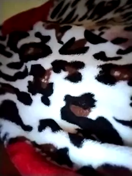 Sia9t online show from 23, 4, 2026