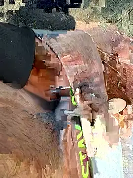 Wolf 18cm online show from 28, 4, 2026