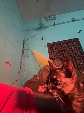 dadataher online show from 14, 1, 2025