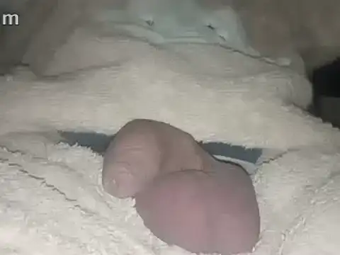 Snapshot of Bigdick666cm chatting on 22, 2, 2025 Bigdick666cm online show from 22, 2, 2025