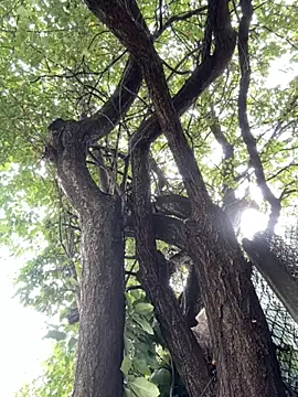 Night dreams online show from 20, 9, 2025