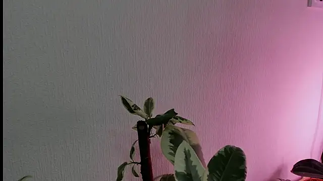 BowToYourWeakness online show from 8, 2, 2025