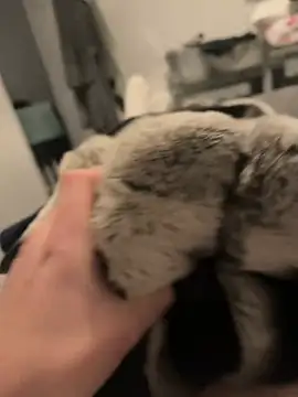 Snapshot of Furdale chatting on 16, 12, 2024 Furdale online show from 16, 12, 2024