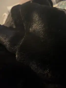 Snapshot of Furdale chatting on 20, 12, 2024 Furdale online show from 20, 12, 2024