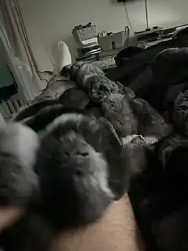 Snapshot of Furdale chatting on 24, 2, 2026 Furdale online show from 24, 2, 2026