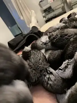 Snapshot of Furdale chatting on 26, 2, 2026 Furdale online show from 26, 2, 2026