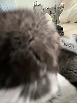 Snapshot of Furdale chatting on 3, 3, 2026 Furdale online show from 3, 3, 2026