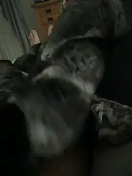 Snapshot of Furdale chatting on 1, 4, 2026 Furdale online show from 1, 4, 2026