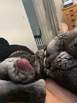 Snapshot of Furdale chatting on 1, 4, 2026 Furdale online show from 1, 4, 2026