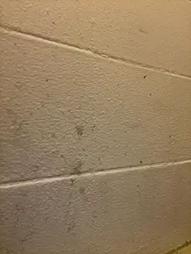 Greedy187nMs211 online show from 2, 12, 2025