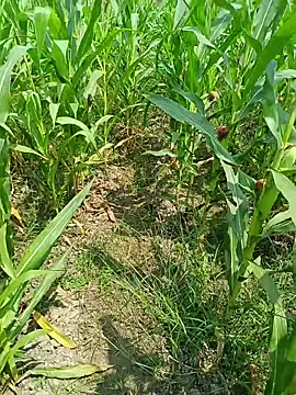 kummuduabbai online show from 25, 3, 2026