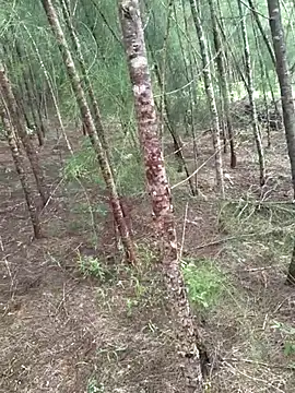 Gopal1243 online show from 19, 10, 2025