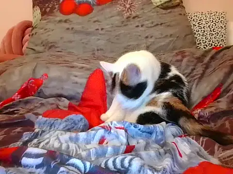 RealLittleRedRidingHood online show from 17, 11, 2025