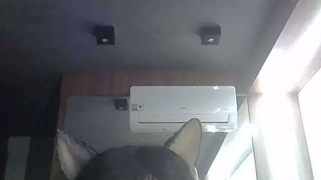 Skinny-Kitten online show from 2, 6, 2026